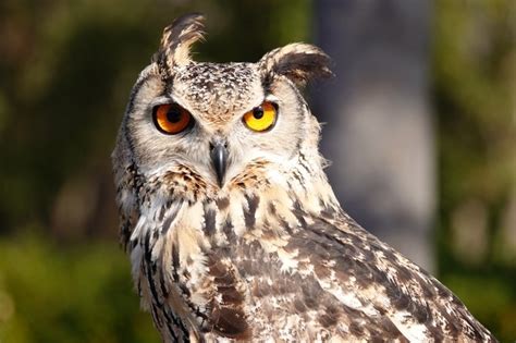 鳥 風水 意味|縁起の良い鳥15選！幸せを呼ぶ鳥・幸せを運ぶ鳥 